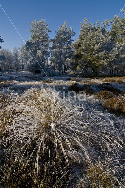 Pijpestrootje (Molinia caerulea)