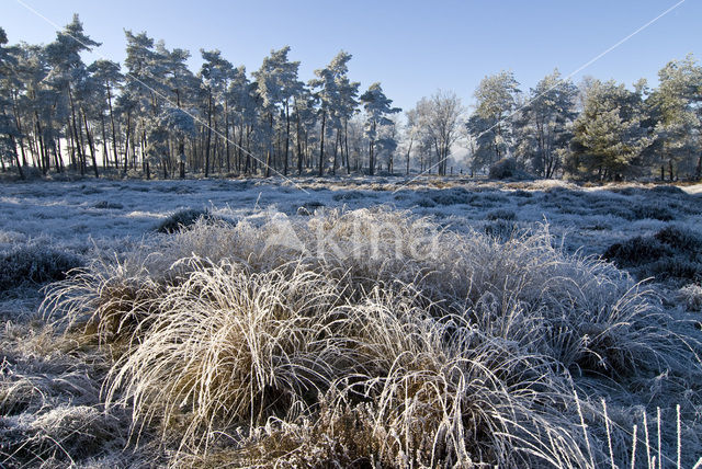 Pijpestrootje (Molinia caerulea)