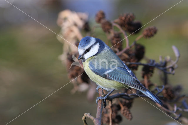 Pimpelmees (Parus caeruleus)