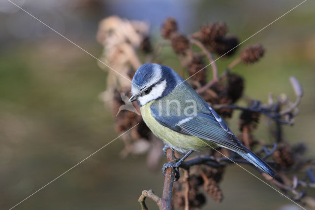 Pimpelmees (Parus caeruleus)