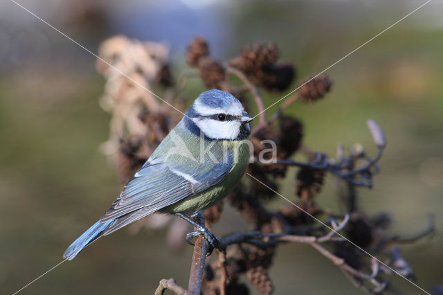 Pimpelmees (Parus caeruleus)