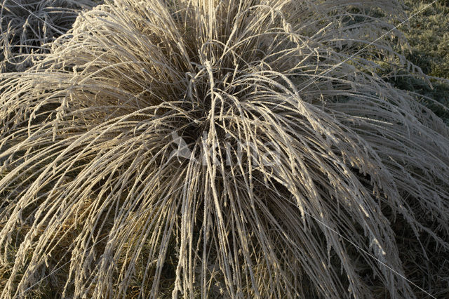 Pitrus (Juncus effusus)