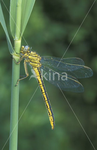 Plasrombout (Gomphus pulchellus)