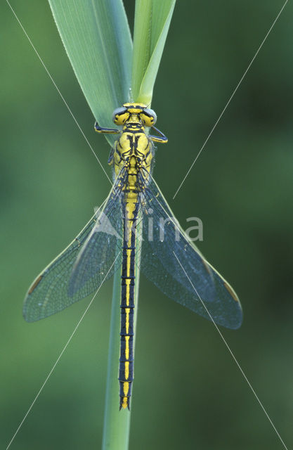 Plasrombout (Gomphus pulchellus)