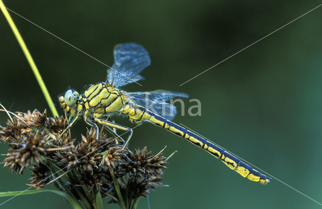 Plasrombout (Gomphus pulchellus)