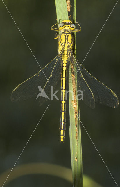 Plasrombout (Gomphus pulchellus)