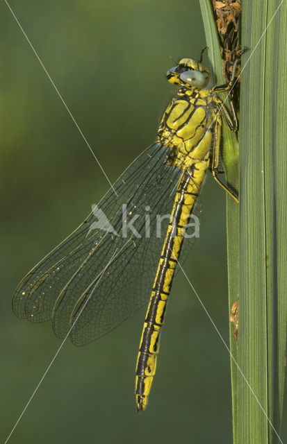 Plasrombout (Gomphus pulchellus)