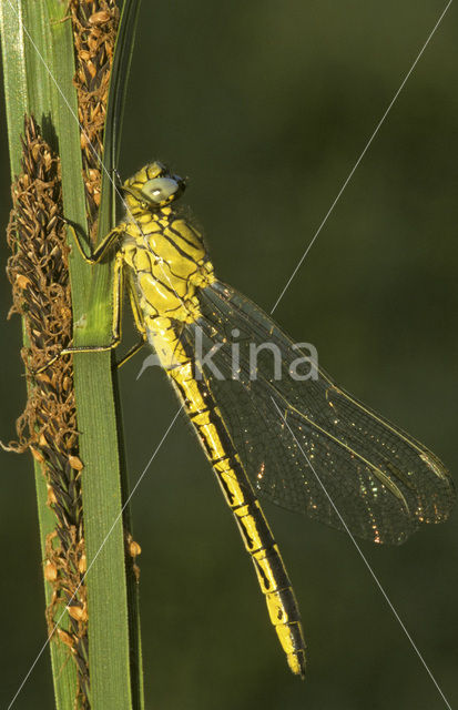 Plasrombout (Gomphus pulchellus)