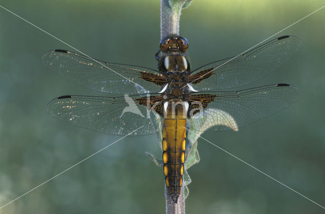 Platbuik (Libellula depressa)