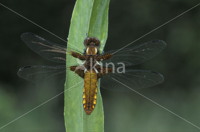 Platbuik (Libellula depressa)