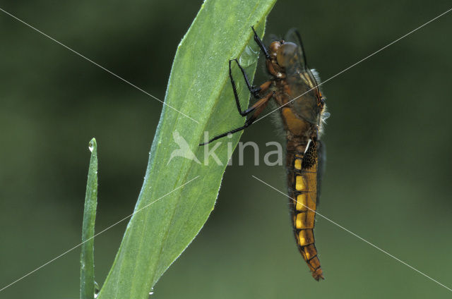 Platbuik (Libellula depressa)