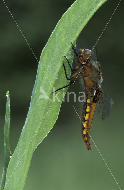 Platbuik (Libellula depressa)