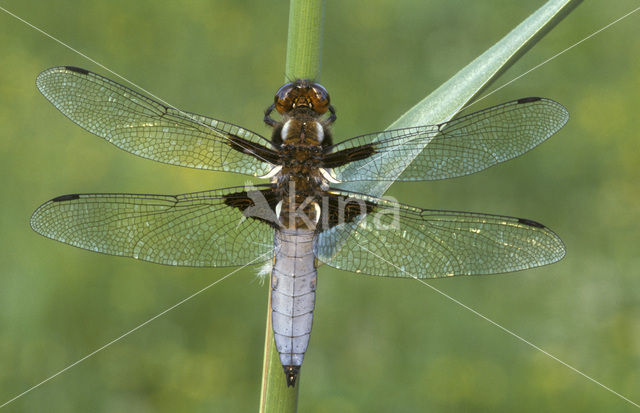 Platbuik (Libellula depressa)