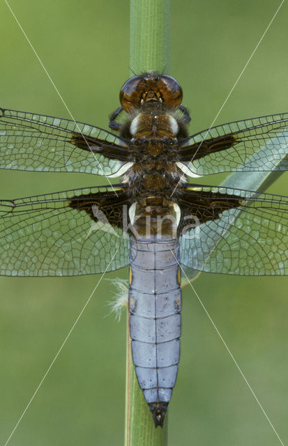 Platbuik (Libellula depressa)