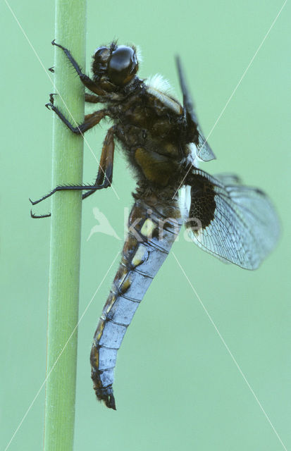 Platbuik (Libellula depressa)