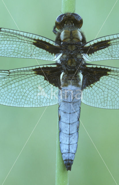 Platbuik (Libellula depressa)