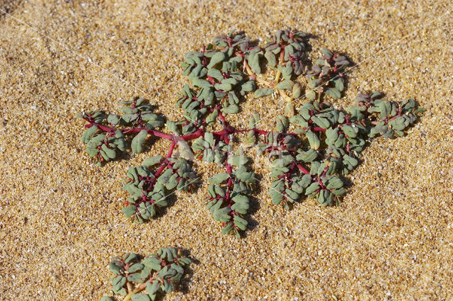 Purple Spurge (Euphorbia peplis)