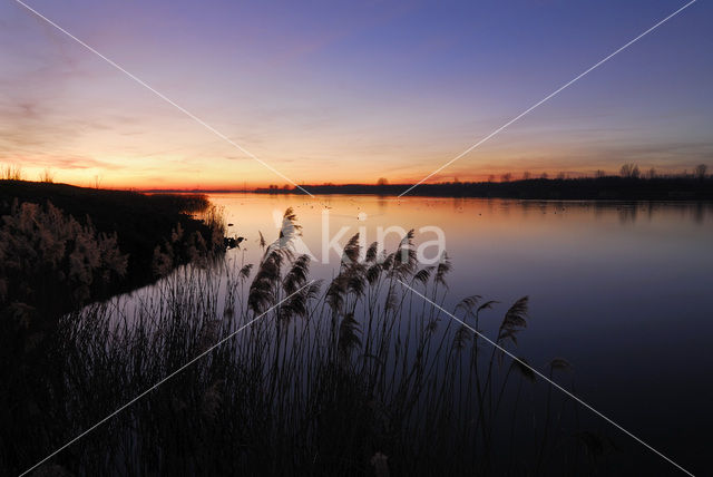 Riet (Phragmites australis)