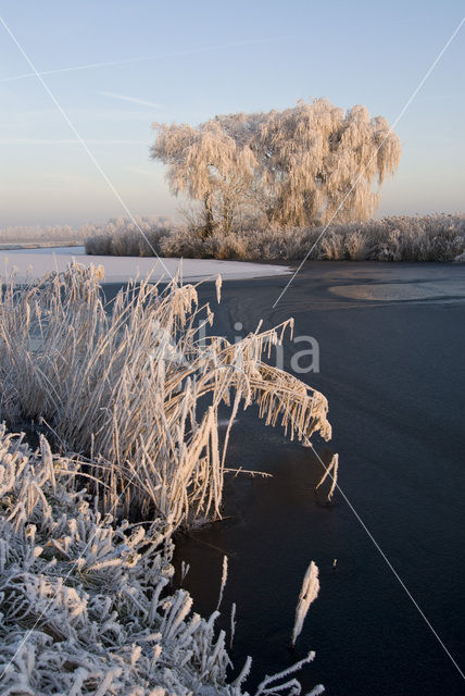 Riet (Phragmites australis)