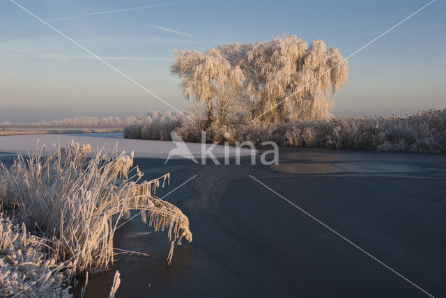 Riet (Phragmites australis)