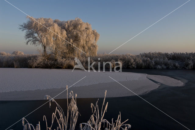 Riet (Phragmites australis)