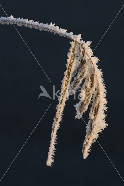 Riet (Phragmites australis)