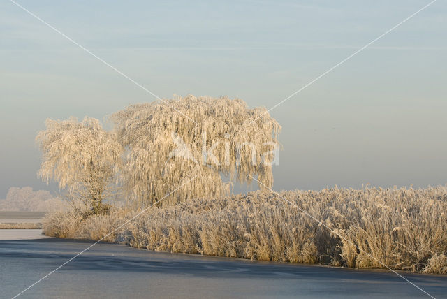 Riet (Phragmites australis)