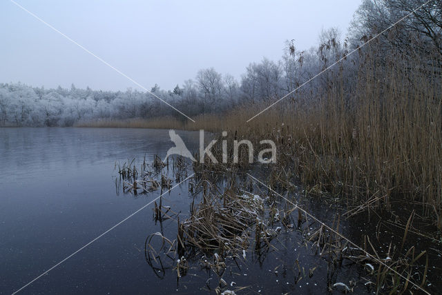 Riet (Phragmites australis)