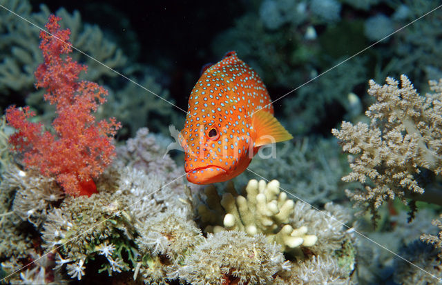 Rode Koraalbaars (Cephalopholis miniata )