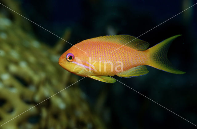 Rode vlaggebaars (Pseudanthias squamipinnis)