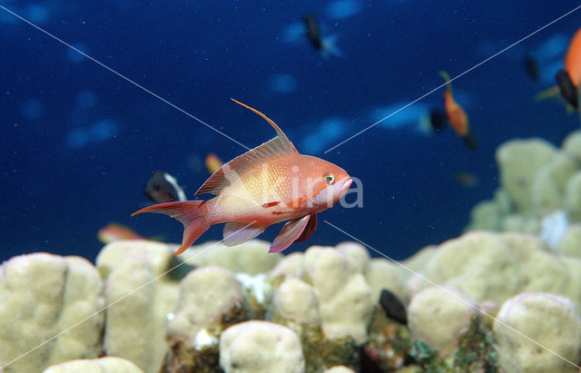 Rode vlaggebaars (Pseudanthias squamipinnis)