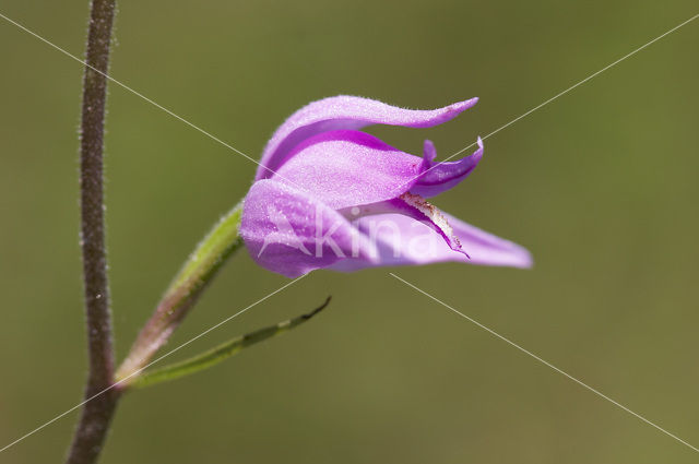 Rood bosvogeltje (Cephalanthera rubra)