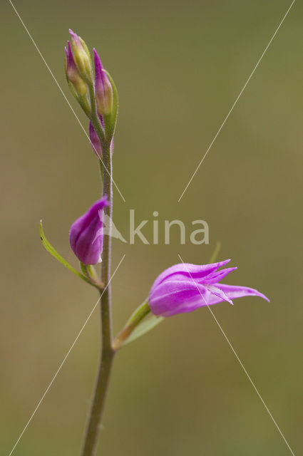 Rood bosvogeltje (Cephalanthera rubra)