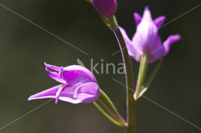 Rood bosvogeltje (Cephalanthera rubra)