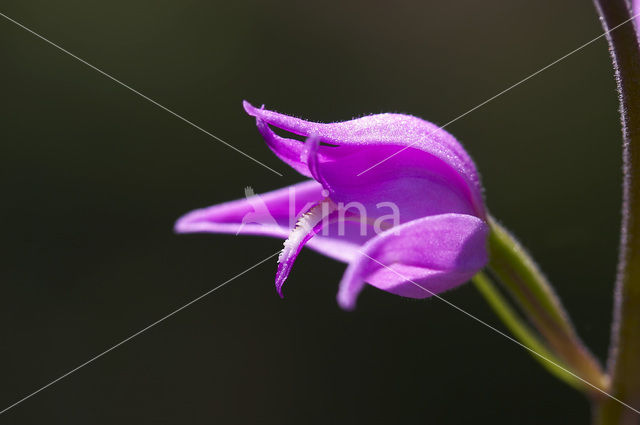 Rood bosvogeltje (Cephalanthera rubra)