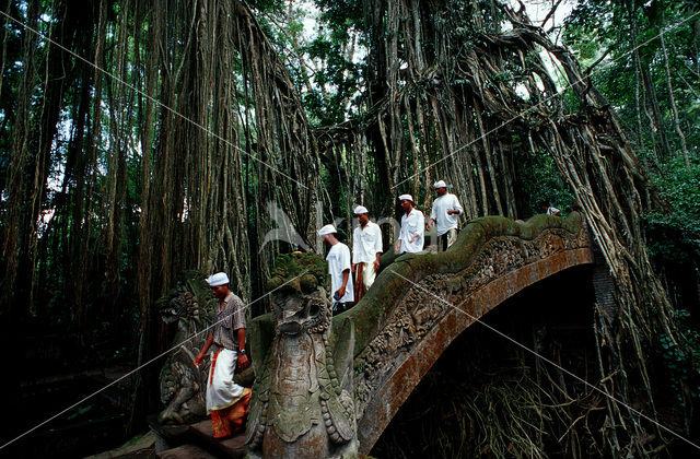 Sacred Monkey Forest Sanctuary