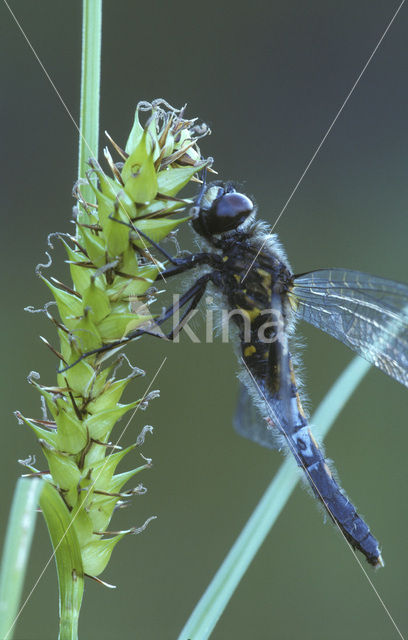 Sierlijke witsnuitlibel (Leucorrhinia caudalis)