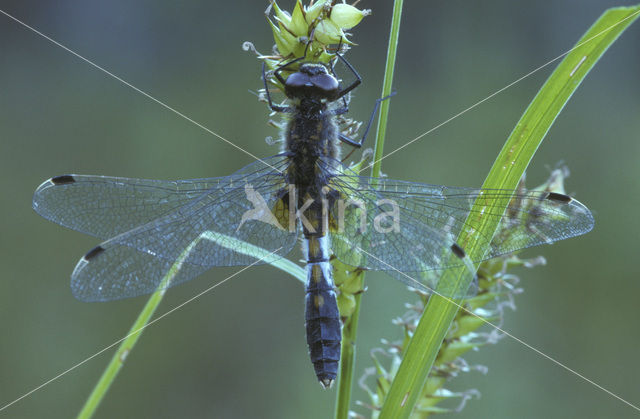 Sierlijke witsnuitlibel (Leucorrhinia caudalis)