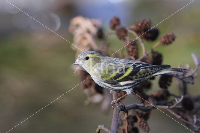 Sijs (Carduelis spinus)