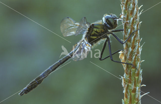 Downy Emerald (Cordulia aenea)