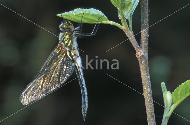 Smaragdlibel (Cordulia aenea)