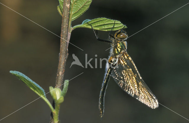 Smaragdlibel (Cordulia aenea)