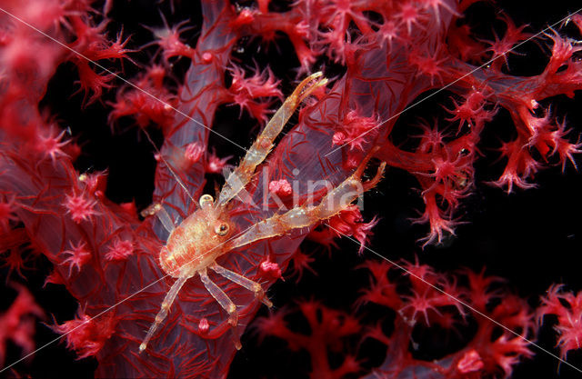 Springkreeft (Galathea sp.)