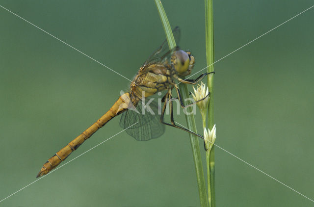 Steenrode heidelibel (Sympetrum vulgatum)