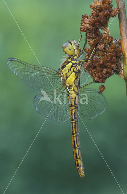 Steenrode heidelibel (Sympetrum vulgatum)