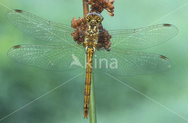 Steenrode heidelibel (Sympetrum vulgatum)