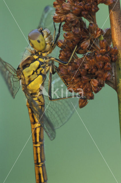 Steenrode heidelibel (Sympetrum vulgatum)