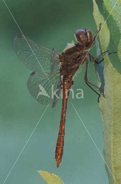 Steenrode heidelibel (Sympetrum vulgatum)