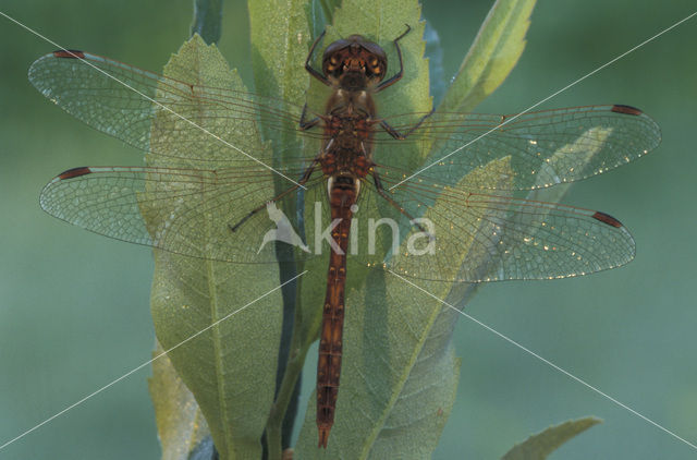 Steenrode heidelibel (Sympetrum vulgatum)