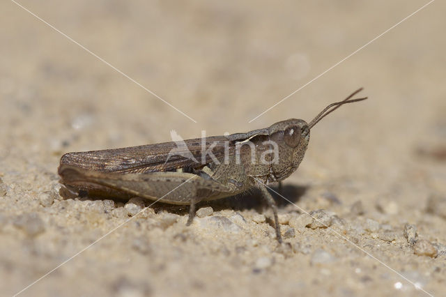 Steppesprinkhaan (Chorthippus vagans)